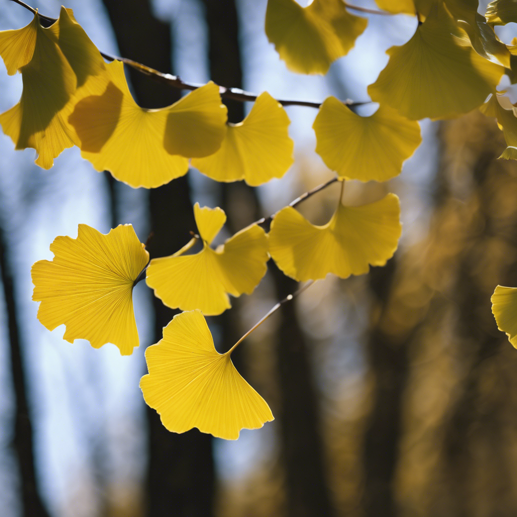 Ginkgo biloba - Ginkgo