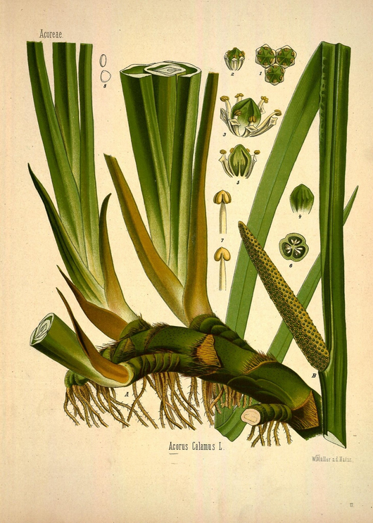 Acorus calamus