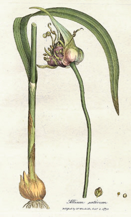 Allium sativum - Garlic