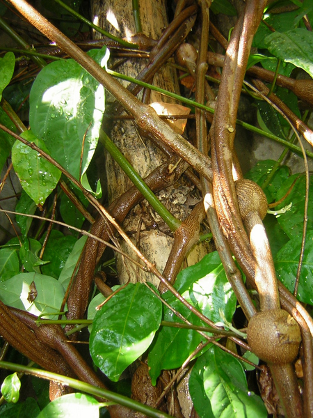 Banisteriopsis caapi, Psychotria viridis