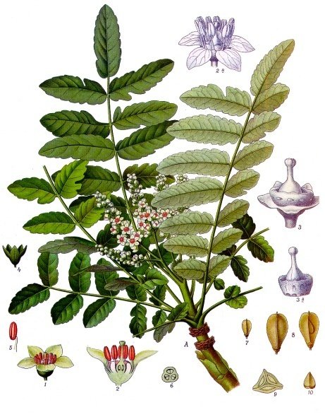 Boswellia serrata