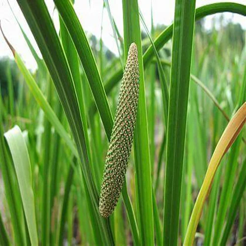 Calamus image