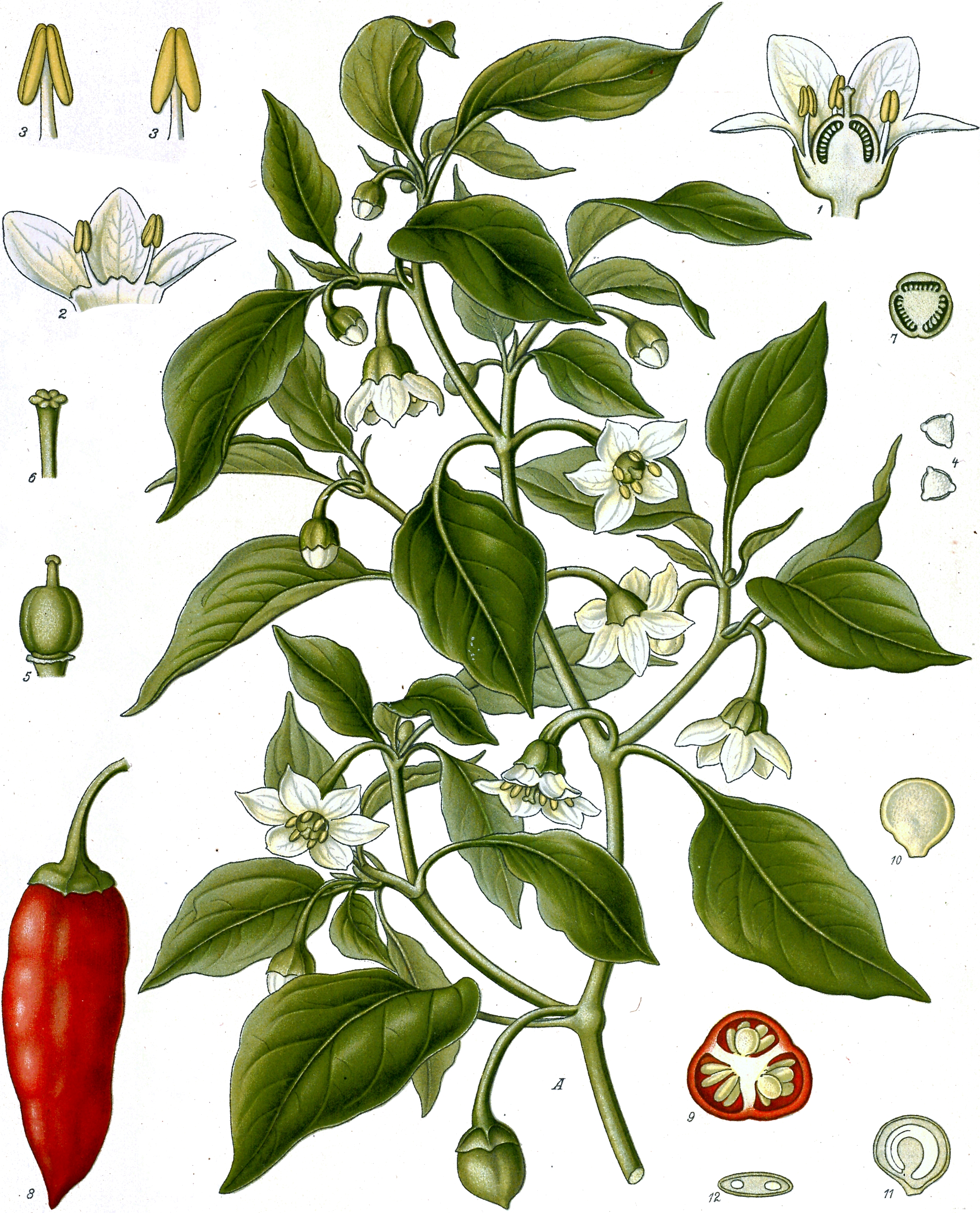 Capsicum annuum