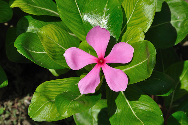 Catharanthus roseus - Periwinkle