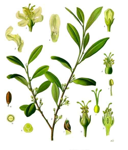 Erythroxylum