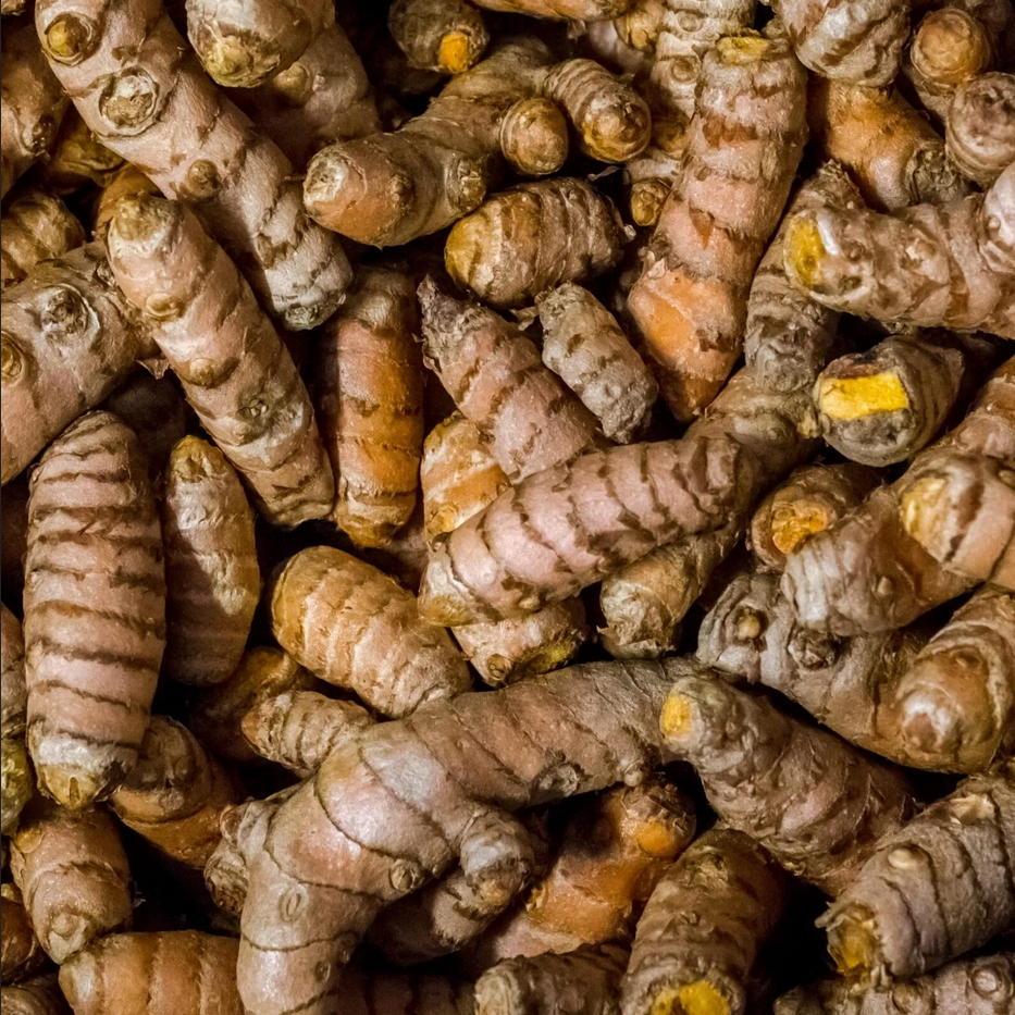 Curcuma longa - Turmeric