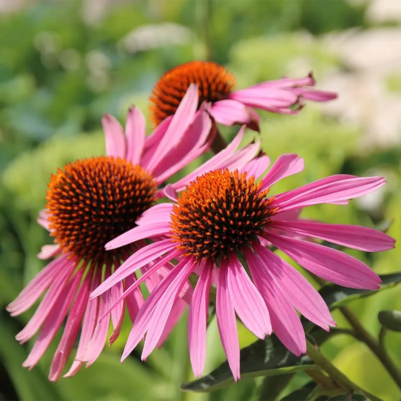 Echinacea purpurea - Echinacea