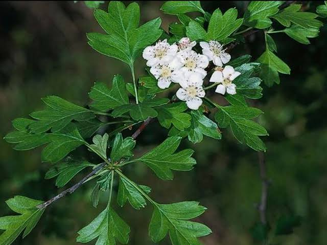 Flavonoids and Procyanidins image