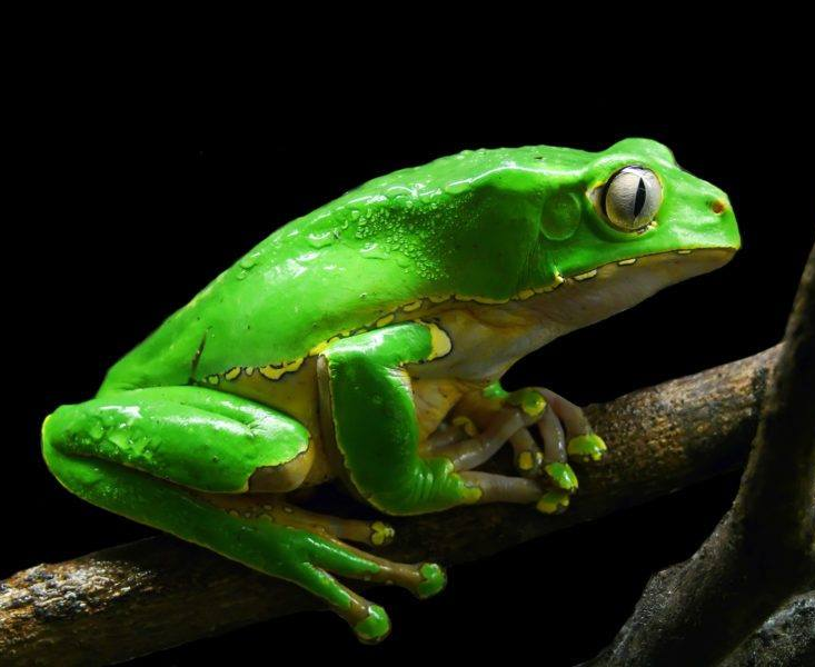 Giant Monkey Frog