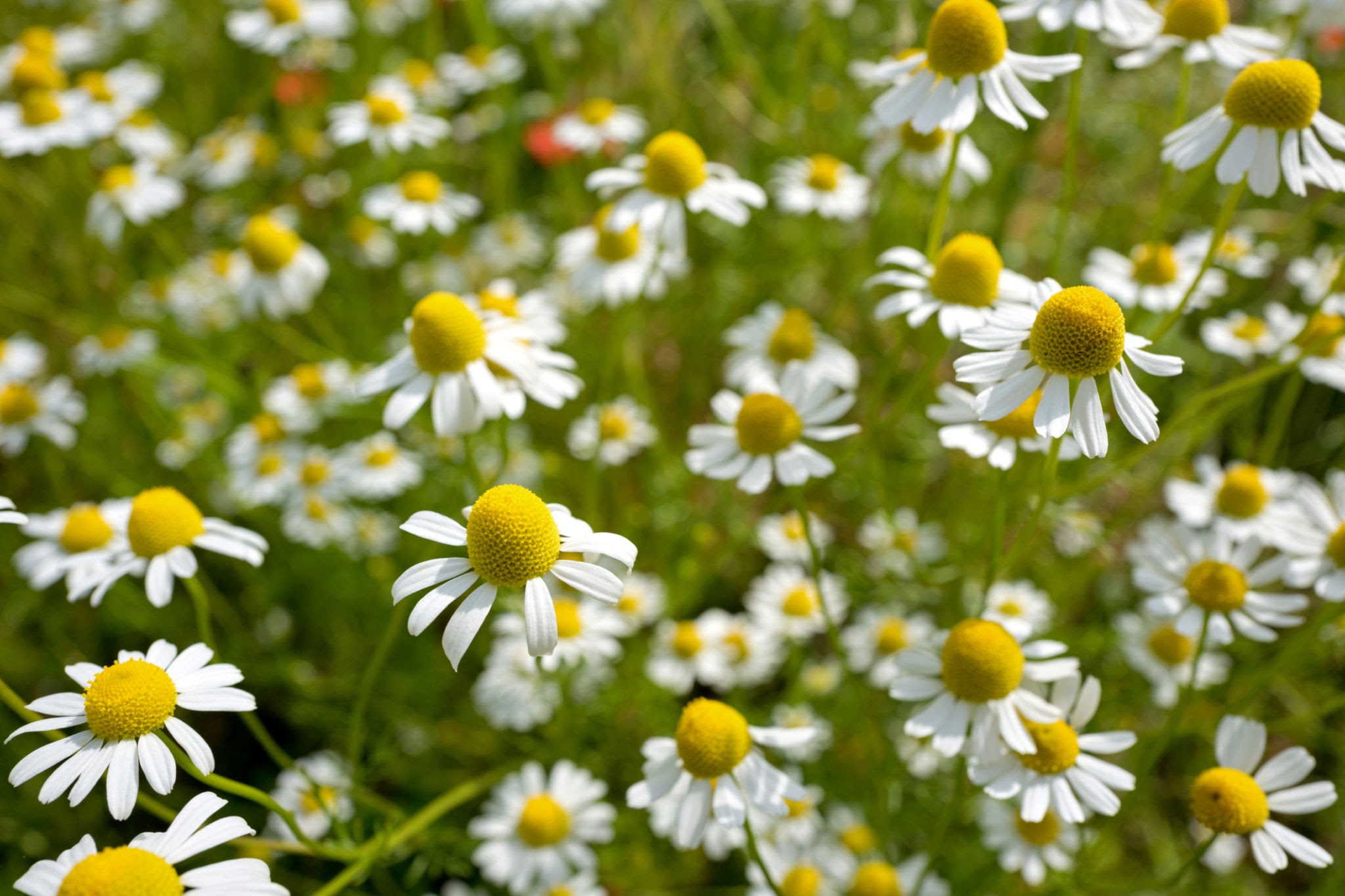 Matricaria chamomilla - Chamomile