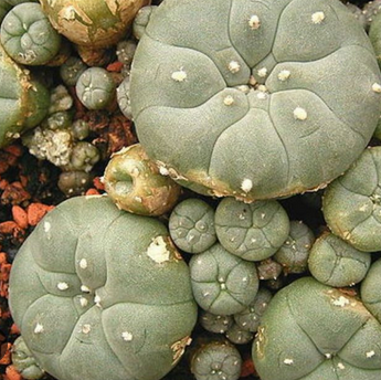 Peyote image