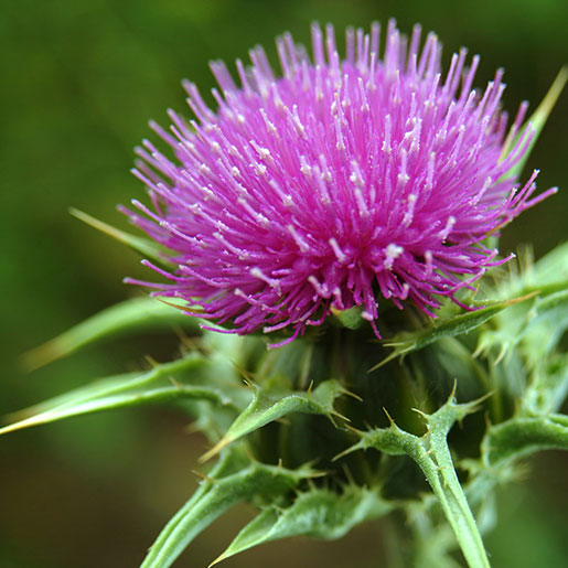 Silybum marianum