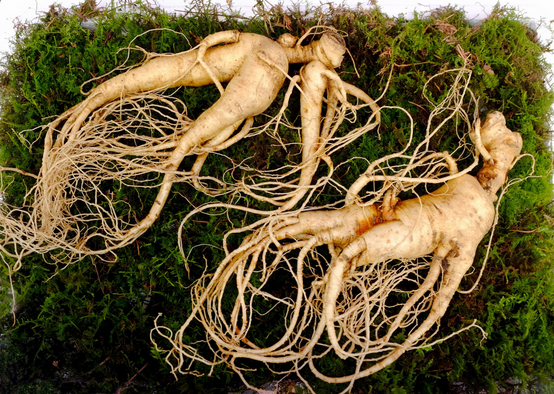 Panax ginseng