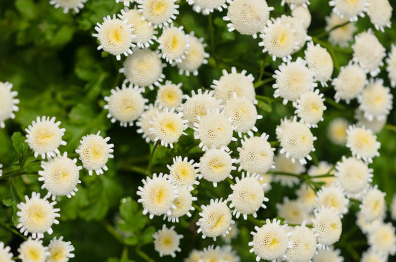 Tanacetum parthenium - Feverfew