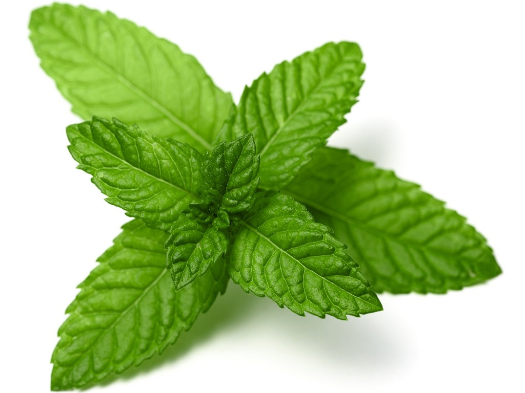 Mentha piperita - Peppermint