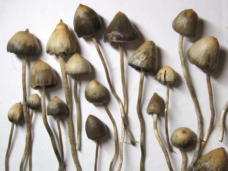 Psilocybin image