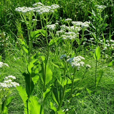 Cinchona officinalis - Cinchona