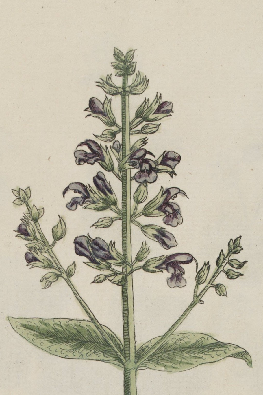 Salvia divinorum