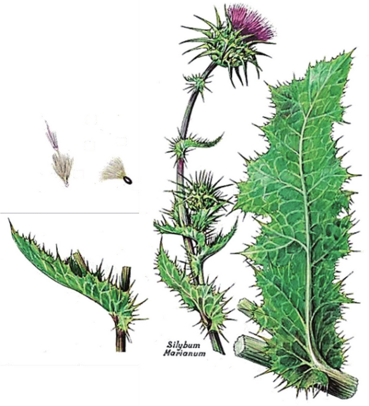 Silybum marianum - Milk Thistle