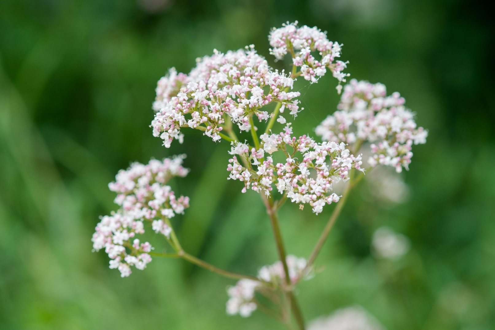 Valeriana officinalis